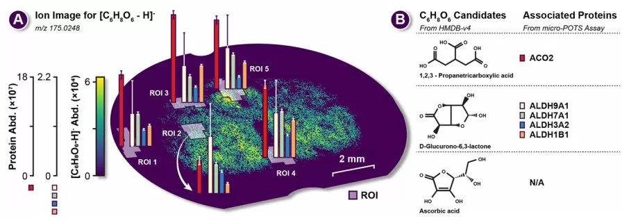 Spatial multi-omics ROI for C6H8O6 and associated proteins in rat brain tissue